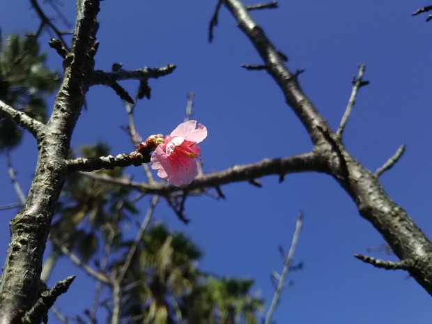 桜