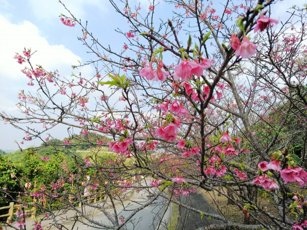 八重瀬の桜