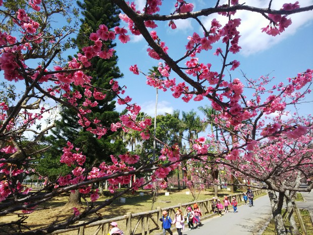 桜と子供