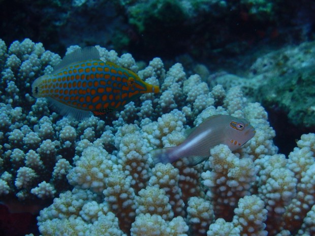 テングカワハギとメガネゴンベ