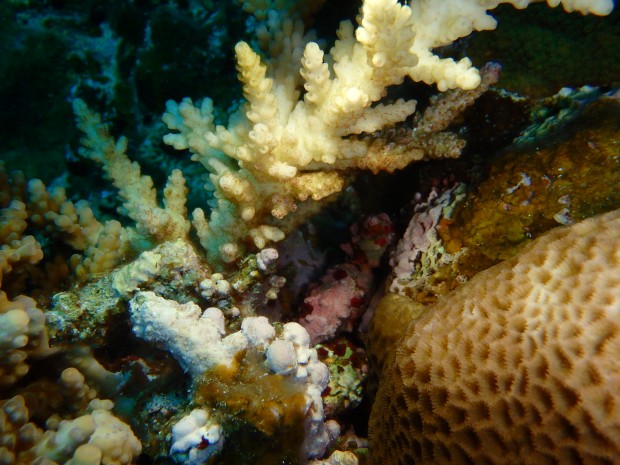 枝サンゴとレイシ貝