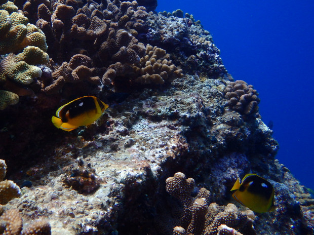 シテンチョウチョウウオ