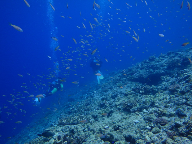 幼魚とダイバー