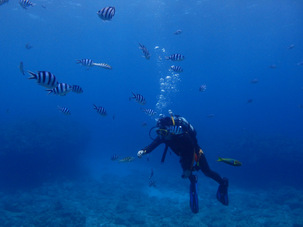 ダイバーと魚