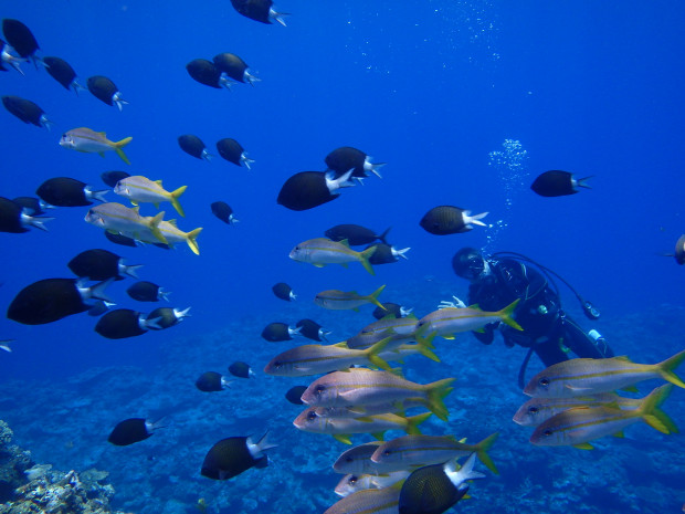 魚影とダイバー