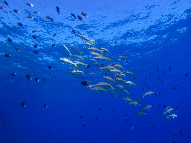 魚影と透明度