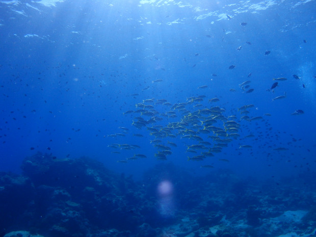 魚影と陽射し