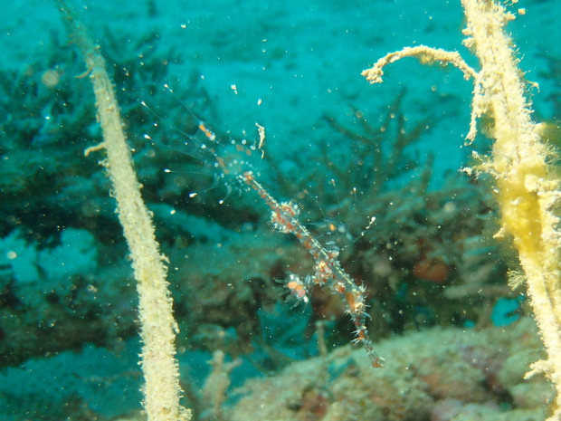 ニシキフウライウオ幼魚