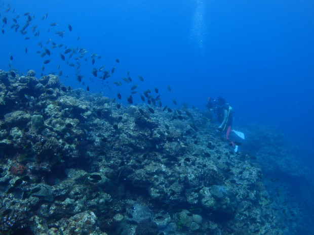 魚影とダイバー