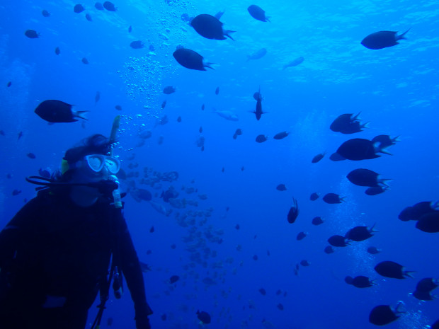 ダイバーと魚影