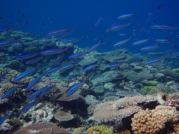 サンゴと魚影