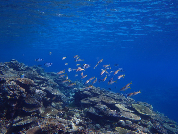 サンゴと魚