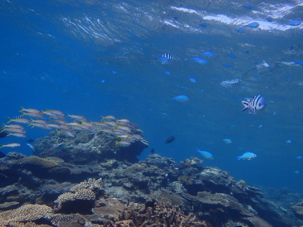 サンゴと魚影