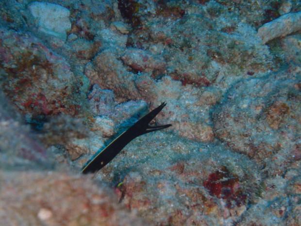 ハナヒゲ幼魚