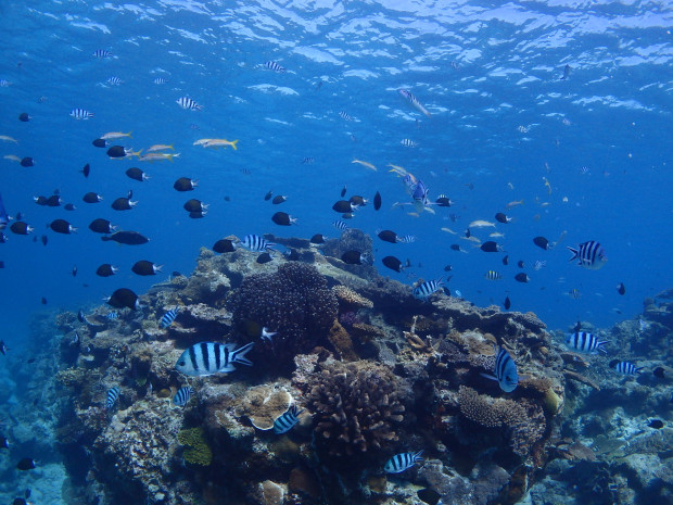 サンゴと魚影