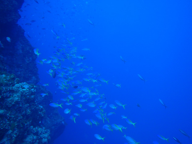 地形と魚影