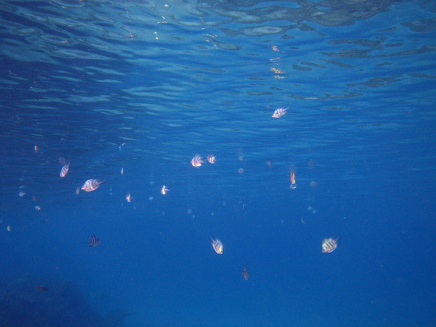 水面と魚