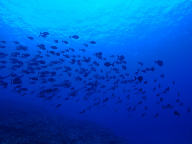 魚影