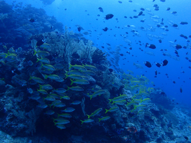 ウチザン礁