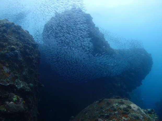 魚影