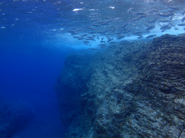 地形と魚影