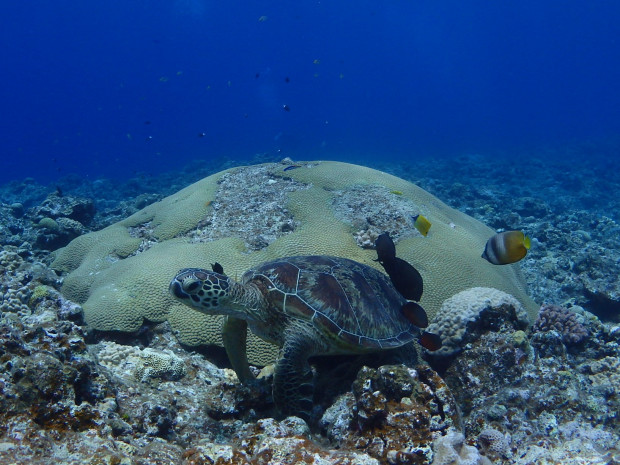 アオウミガメ