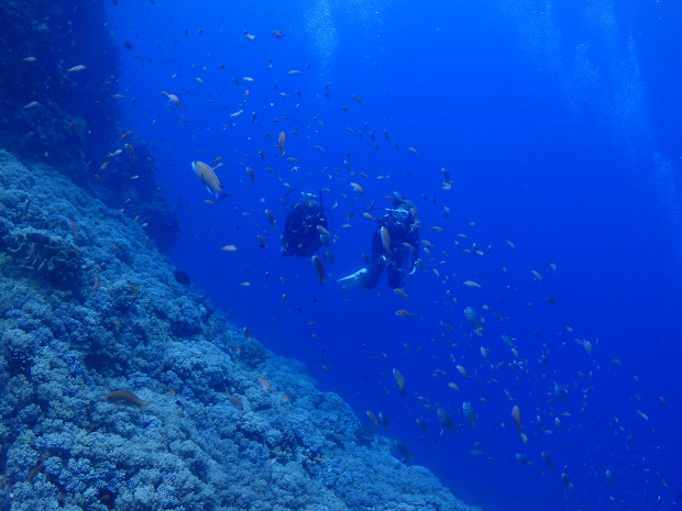 魚影とダイバー