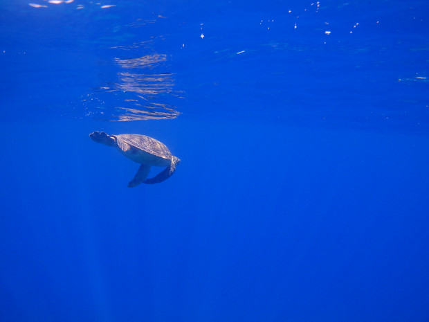 水面とカメ