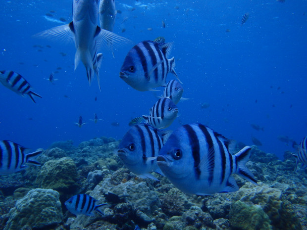 魚