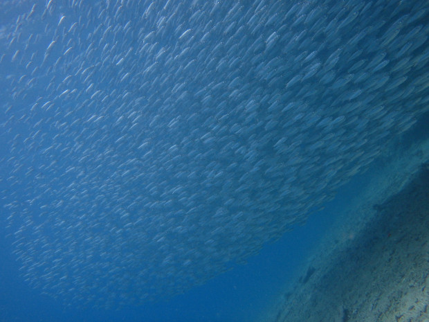 魚の雲