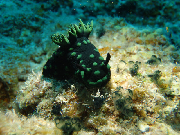 トサカリュウグウウミウシ