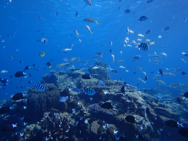 魚とサンゴ