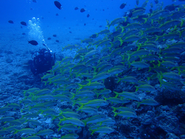 魚影とダイバー