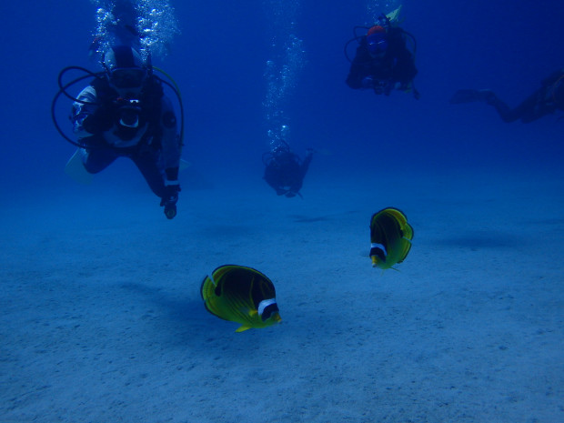 魚とダイバー