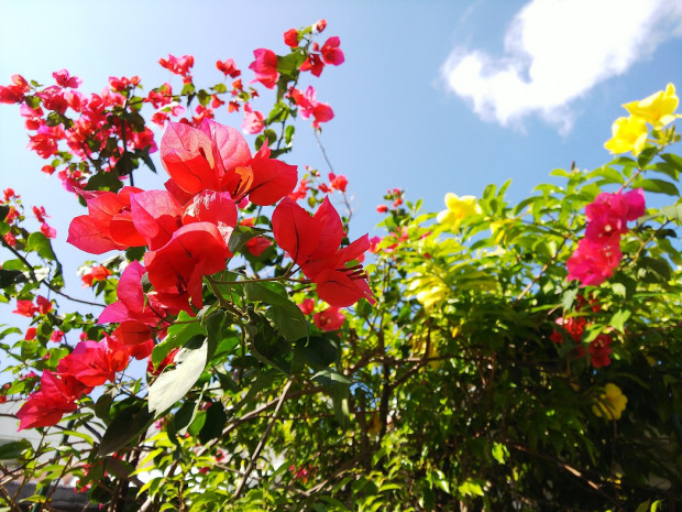 鮮やかな花