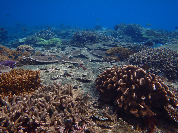 サンゴ群生