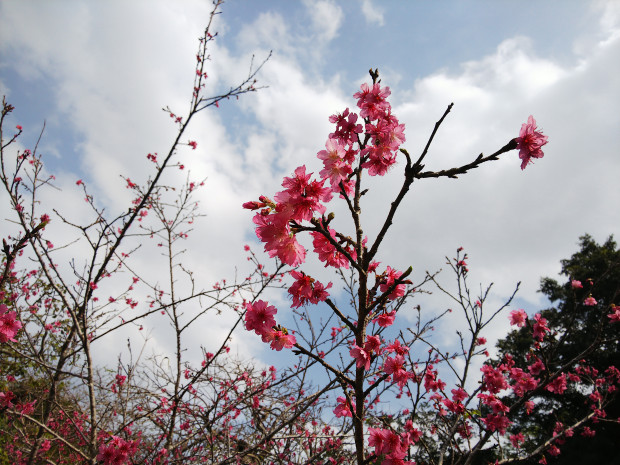 寒空に桜