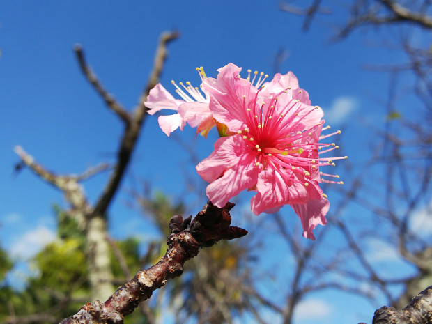 桜