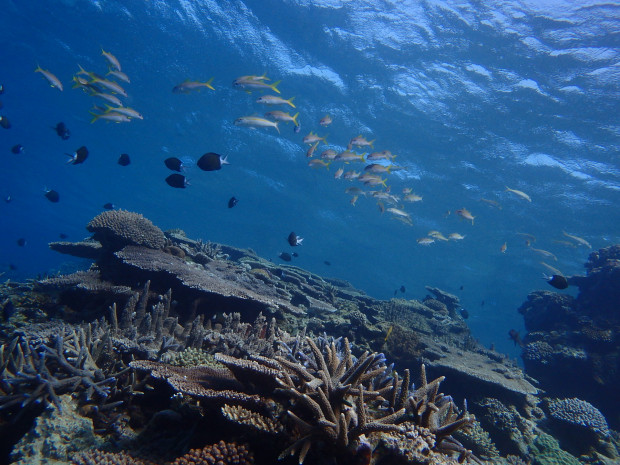 サンゴと魚影