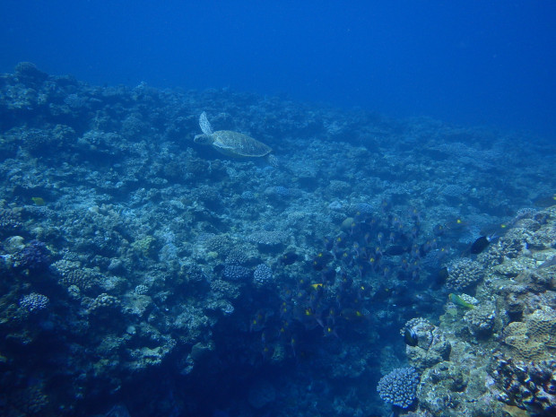 カメと魚影