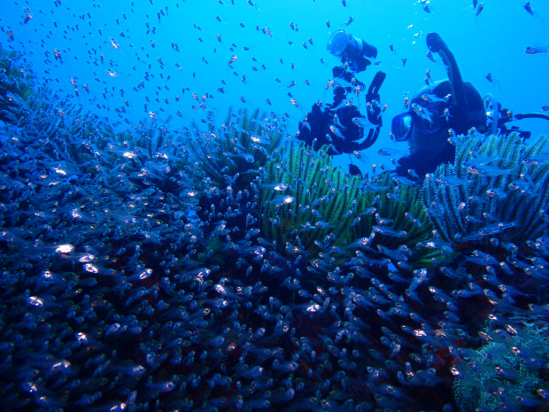 魚影とダイバー