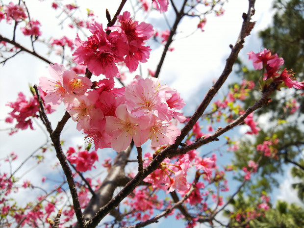 桜の花