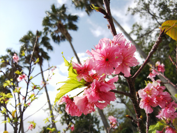 桜