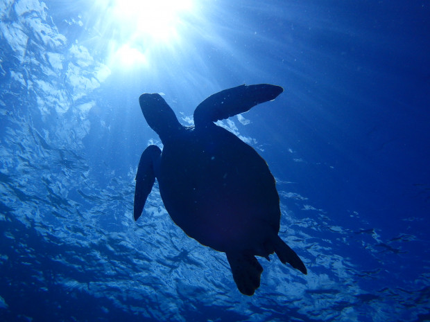 陽射しを浴びてのんびりと ウミガメと泳ぐ浮遊感 沖縄ダイビングを思い出し サザンアイランダー