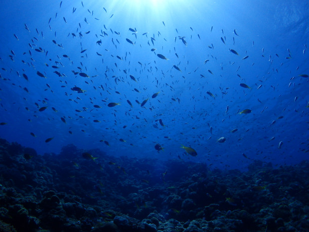 魚影