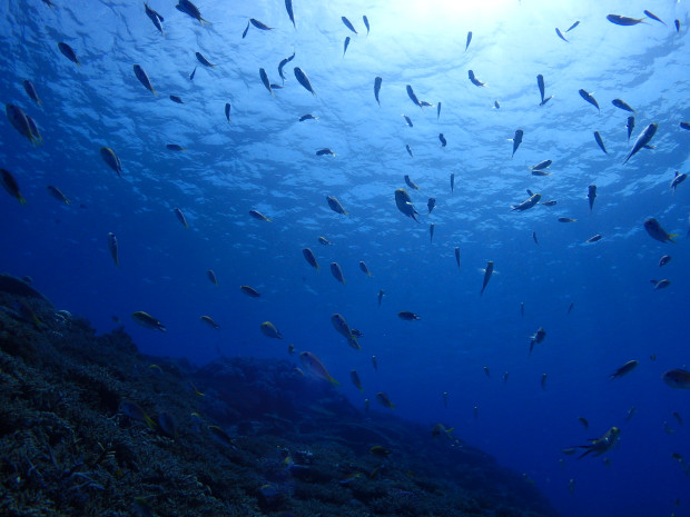 陽射しと魚影