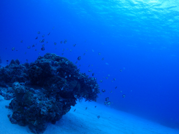 砂地と魚