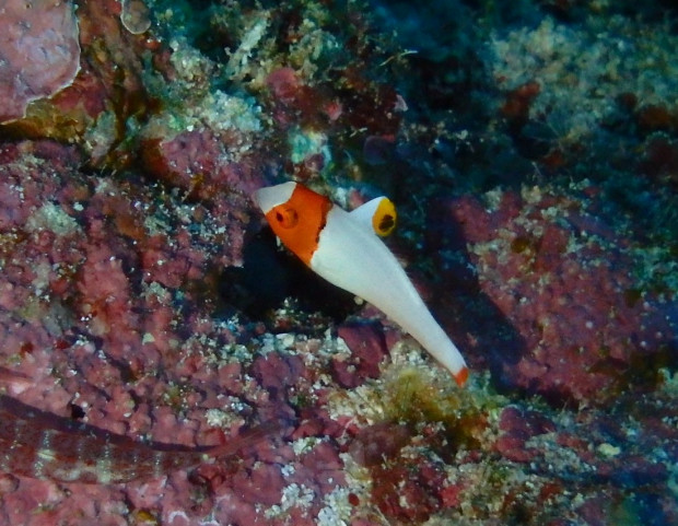 イロブダイ幼魚