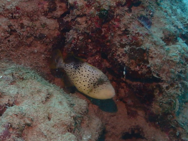 ゴマモンガラ幼魚