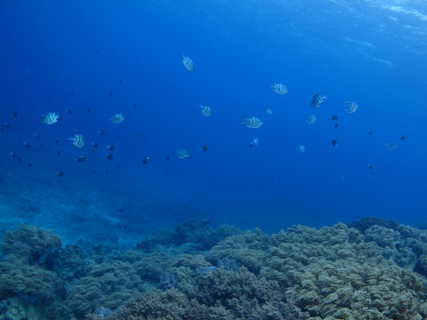 魚